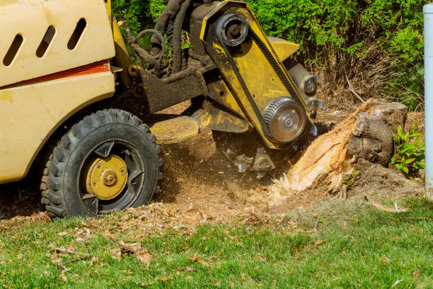 Best Dead Tree Removal  in Middlesex, NC